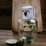 LO SCACCIAGUAI - SHAMPOO E BALSAMO SOLIDO PURIFICANTE
